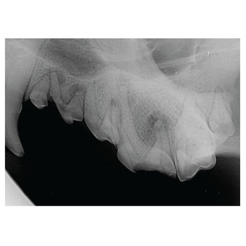Sistema de radiografía veterinaria digital - SignalSMILE® - SignalPET - intraoral