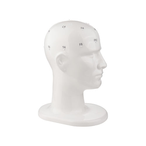 Modelo anatómico de cabeza - TC7410 series - Tenocom - para neurología / de formación / para EEG