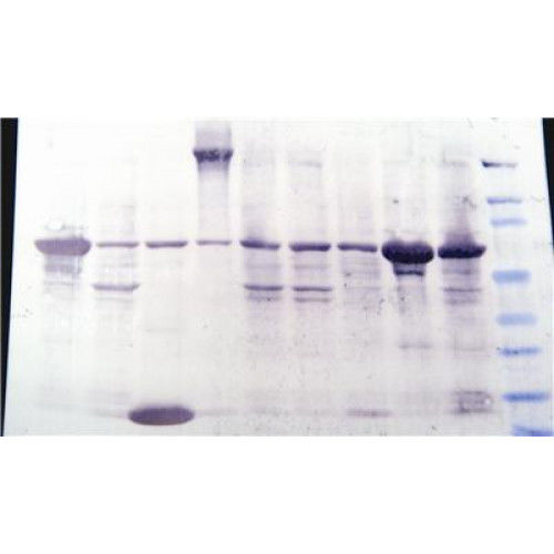 Kit de reactivos colorante - 786-34 - G-BIOSCIENCES - para la investigación científica / de proteínas