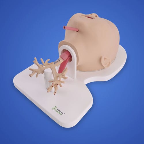 Modelo anatómico de pulmón - PLHX1005 - Shanghai Preclinic Medtech - bronquial / quirúrgico / de formación