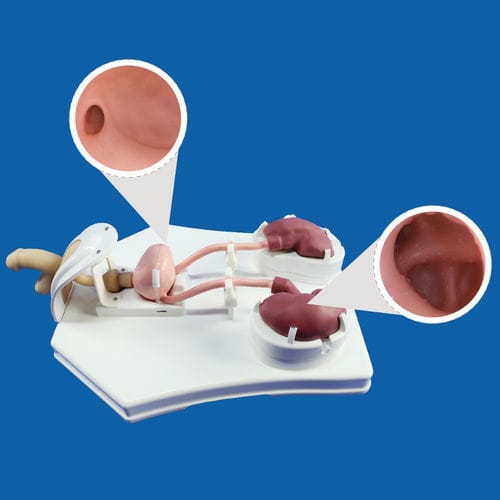 Simulador para cuidados urológicos - PLMN1001 - Shanghai Preclinic Medtech - para ureteroscopía / masculino / estación de trabajo