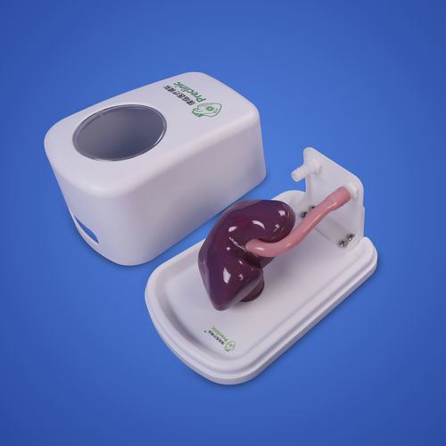 Modelo anatómico de riñón - Shanghai Preclinic Medtech - de próstata / de uréter / de sistema urinario