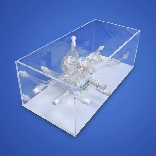 Modelo vascular de corazón - PLXG1016A - Shanghai Preclinic Medtech - de arteria / de vena / de válvula mitral