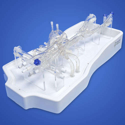 Modelo vascular de corazón - PLXZXG004A - Shanghai Preclinic Medtech - de arteria / de vena / de arteria carótida