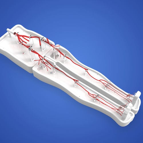 Modelo vascular miembros inferiores - PLWZXG003 - Shanghai Preclinic Medtech - de arteria / de arteria femoral / para cirugía vascular