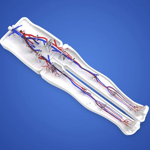 Modelo vascular vena femoral - PLWZXG005 - Shanghai Preclinic Medtech - vena poplítea / de pierna / miembros inferiores