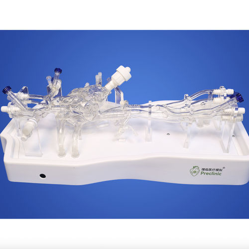 Modelo vascular de arteria - Shanghai Preclinic Medtech - de arteria carótida / para cirugía mínimamente invasiva / para cirugía cardíaca