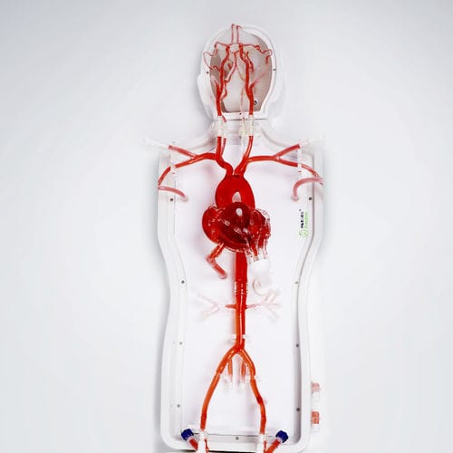 Modelo vascular abdominal - PLXZXG003 A - Shanghai Preclinic Medtech - torácico / miembros superiores / de arteria femoral
