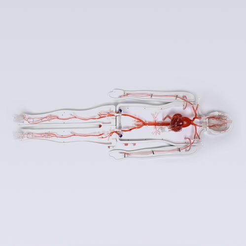 Modelo vascular de corazón - Shanghai Preclinic Medtech - de cuerpo entero / de sistema circulatorio / de arteria
