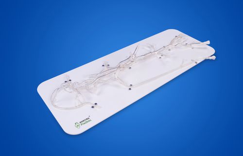 Modelo vascular renal - PLXG1002 - Shanghai Preclinic Medtech - intracraneal / de seno / vertebral
