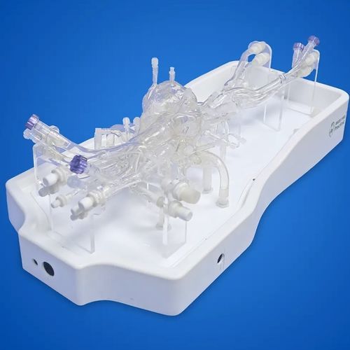 Modelo anatómico de válvula pulmonar - PLXZXG004B - Shanghai Preclinic Medtech - arteria pulmonar / de vena cava / de válvula tricúspide