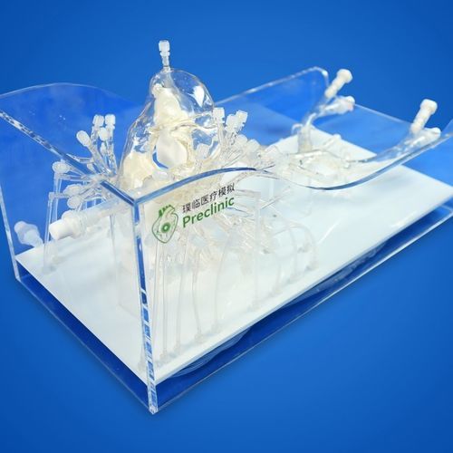 Modelo vascular arteria pulmonar - PLXZXG006 - Shanghai Preclinic Medtech - de vena ilíaca / de aparato respiratorio / de vena cava