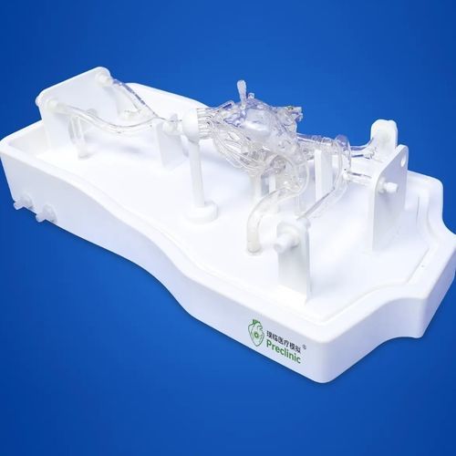 Modelo anatómico de músculo - PLXG1016B - Shanghai Preclinic Medtech - de corazón / de válvula mitral / de vena cava
