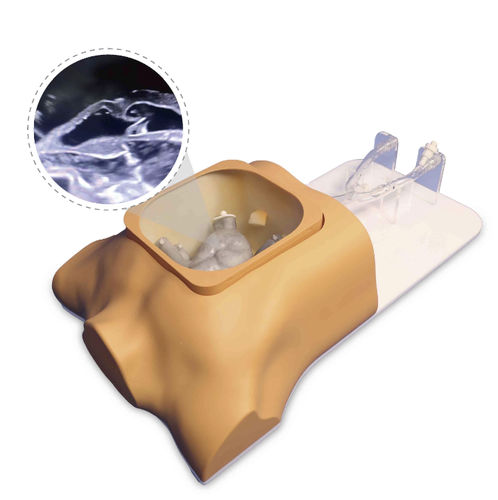 Modelo vascular de corazón - Shanghai Preclinic Medtech - para cirugía mínimamente invasiva / para cirugía cardíaca / para cirugía vascular