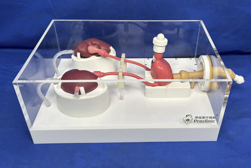 Modelo anatómico de vejiga - Shanghai Preclinic Medtech - de cirugía / de formación