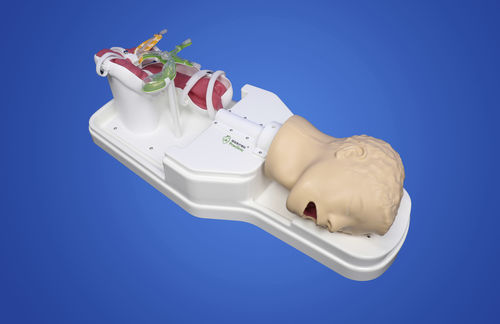 Modelo anatómico píloro - Shanghai Preclinic Medtech - biliar / de páncreas / de esófago