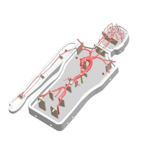 Modelo vascular de cerebro - PLSJXG00B - Shanghai Preclinic Medtech - cerebral / de arteria femoral / de arteria cerebral