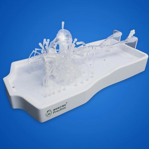 Modelo anatómico arteria pulmonar - PLXZXG006 - Shanghai Preclinic Medtech - vena femoral / de vena ilíaca / de vena cava