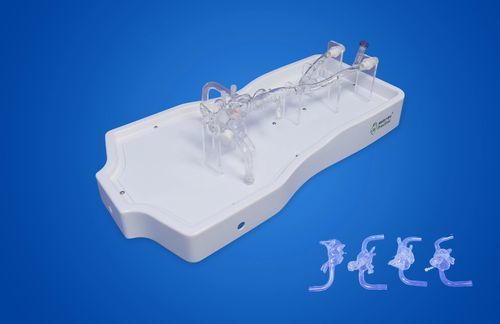 Modelo anatómico de corazón - PLXZXG008 - Shanghai Preclinic Medtech - de vena cava / de vasos sanguíneos / vena pulmonar