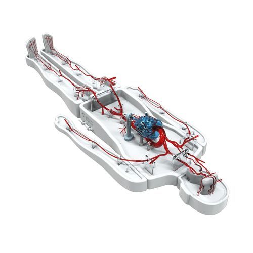 Modelo vascular de cuerpo entero - PLZHXG011 - Shanghai Preclinic Medtech - de sistema circulatorio / de arteria / de arteria femoral