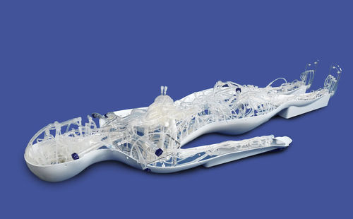 Modelo vascular de corazón - PLZHXG001 - Shanghai Preclinic Medtech - de cuerpo entero / de sistema circulatorio / de arteria