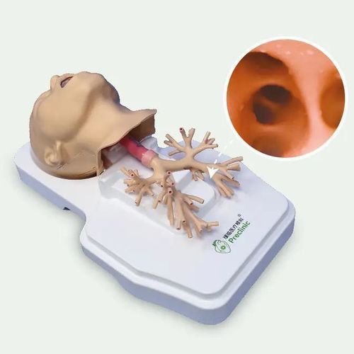 Modelo anatómico de bronquios - PLHX1002 - Shanghai Preclinic Medtech - de tráquea / de aparato respiratorio / de vías respiratorias