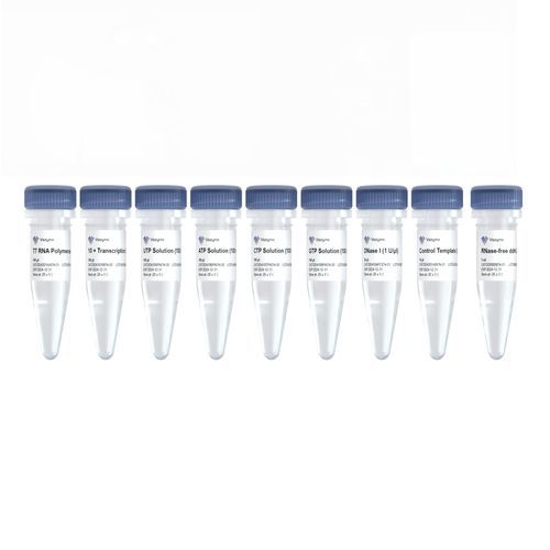 Kit de reactivos en solución - T7 - Nanjing Vazyme Medical Technology Co.,Ltd - para transcripción in vitro