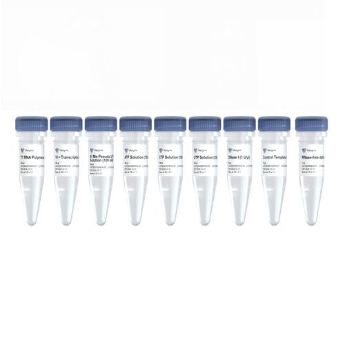 Kit de reactivos en solución - DD4202EN - Nanjing Vazyme Medical Technology Co.,Ltd - para transcripción in vitro