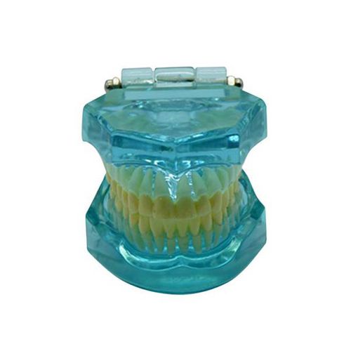 Modelo anatómico de mandíbula - UM-7002 - Tangshan UMG Medical Instrument - de dentadura / para cuidados dentales / de formación