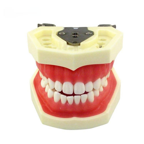 Modelo anatómico de mandíbula - UM-A4 - Tangshan UMG Medical Instrument - de dentadura / para extracción dental / de formación