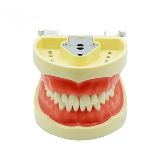 Modelo anatómico de dentadura - UM-A6 - Tangshan UMG Medical Instrument - para extracción dental / de formación / articulado