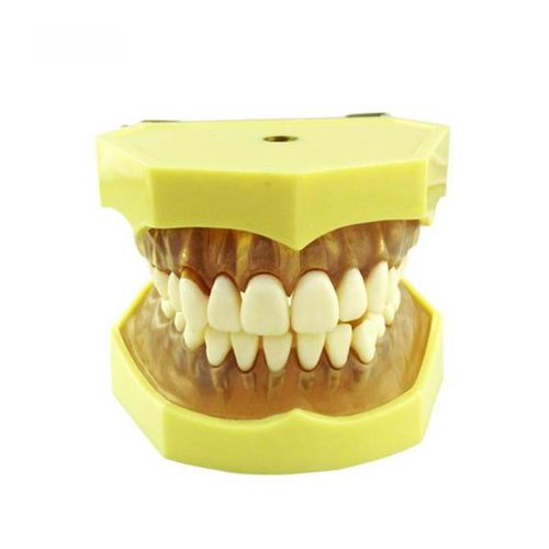 Modelo anatómico de dentadura - UM-A7  - Tangshan UMG Medical Instrument - para cuidados dentales / de formación / articulado