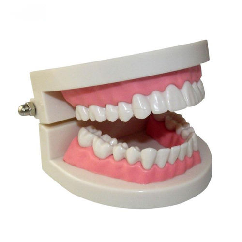 Modelo anatómico de mandíbula - UM-A3B 1/1 - Tangshan UMG Medical Instrument - de dentadura / para higiene dental / de formación