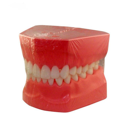 Modelo anatómico de dentadura - UM-A8 - Tangshan UMG Medical Instrument - de lengua / para higiene dental / de formación