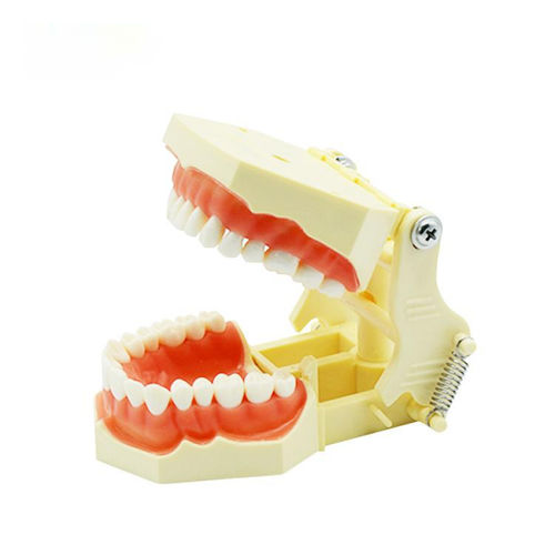 Modelo anatómico de dentadura - UM-A3F F - Tangshan UMG Medical Instrument - de encías / para cuidados dentales / de formación