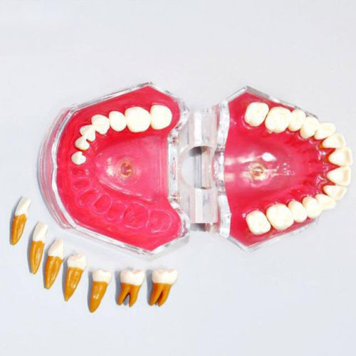 Modelo anatómico de dentadura - UM-7008 - Tangshan UMG Medical Instrument - para extracción dental / de formación / articulado