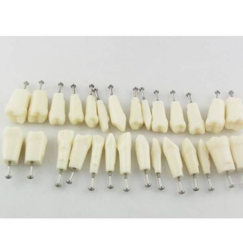 Modelo anatómico de dientes - UM-C4 - Tangshan UMG Medical Instrument - de formación