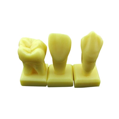 Modelo anatómico de dientes - UM-U15 - Tangshan UMG Medical Instrument - para odontología / de formación