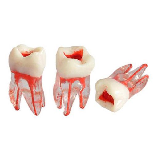 Modelo anatómico de canal radicular - UM-8008 - Tangshan UMG Medical Instrument - para odontología / de formación / transparente