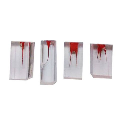Modelo anatómico de canal radicular - UM-LS2  - Tangshan UMG Medical Instrument - para odontología / de formación