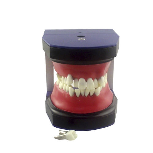 Tipodonto de dentadura - UM-S2B - Tangshan UMG Medical Instrument - para ortodoncia / de formación