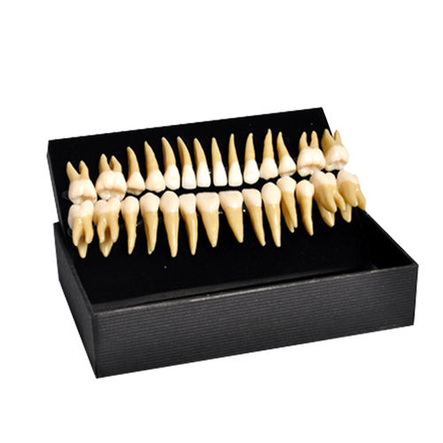 Modelo anatómico de dientes - UM-C6 - Tangshan UMG Medical Instrument - de canal radicular / de formación / de resina