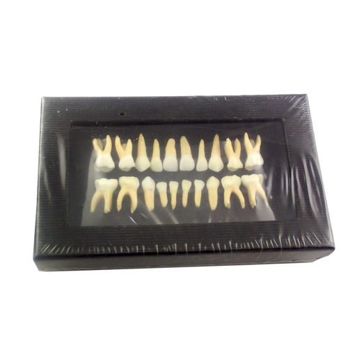 Modelo anatómico de dientes - UM-C7 - Tangshan UMG Medical Instrument - para odontología / de formación / de disección