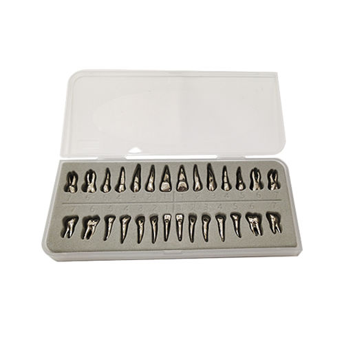 Modelo anatómico de dientes - UM-D13 - Tangshan UMG Medical Instrument - para odontología / de formación