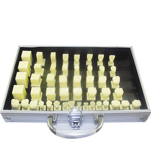 Modelo anatómico de dientes - UM-D15 - Tangshan UMG Medical Instrument - para odontología / de formación / de resina