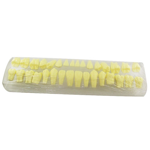 Modelo anatómico de dientes - UM-S18 - Tangshan UMG Medical Instrument - para odontología / de formación / de resina