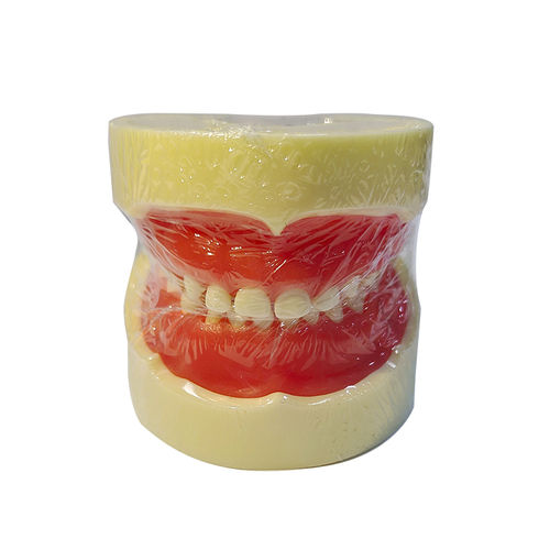 Modelo anatómico de dientes - UM-U10 - Tangshan UMG Medical Instrument - de dentadura / de encías / de demostración