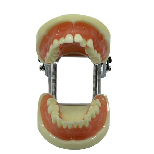 Modelo anatómico de dientes - UM-8016 - Tangshan UMG Medical Instrument - de dentadura / bucal / de formación