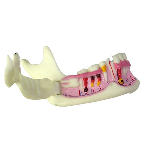 Modelo anatómico de mandíbula - UM-F6 - Tangshan UMG Medical Instrument - de dientes / de formación / de resina