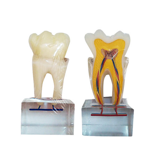 Modelo anatómico de dientes - UM-U14 - Tangshan UMG Medical Instrument - de canal radicular / de formación